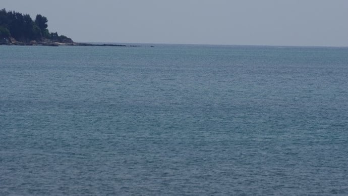 【拡散願います】【補正】大浦湾瀬嵩から、嘉陽・豊原・辺野古へ(20250531-②)