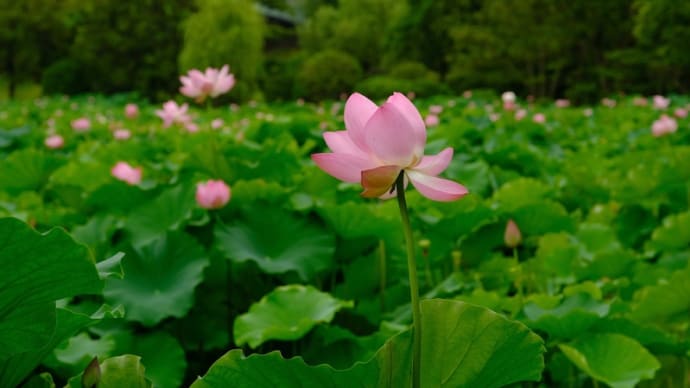 万博記念公園のハス（標準ズームレンズで撮影しました）