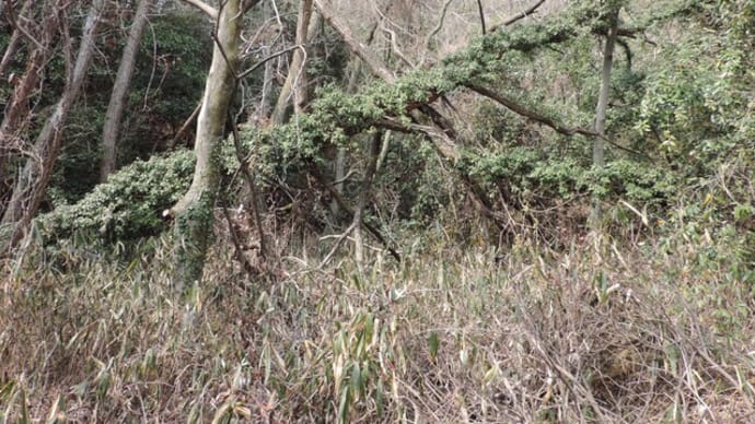 キヅタ(木蔦)の大木か・・・