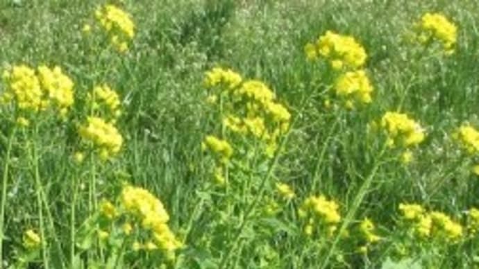 油菜(終わり)
