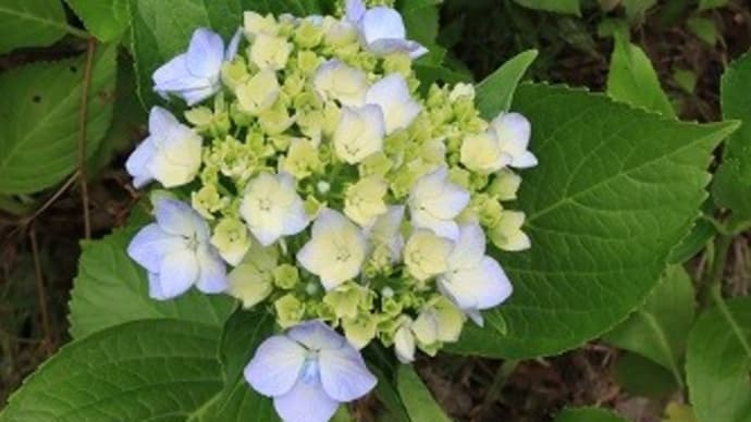 明日は従業員ポイント5倍の日