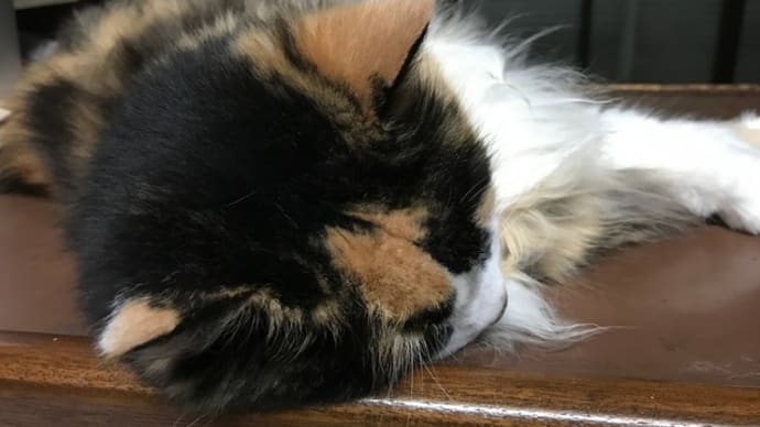 肌がヒリヒリするような暑さでした