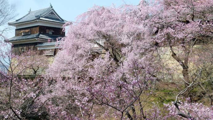 信濃の春・・・上田城千本桜祭り③・・・北隅櫓前のシダレザクラ、エドヒガンザクラ