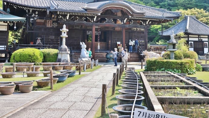 京都宇治の「花の寺」を訪れる!・・・三室戸寺