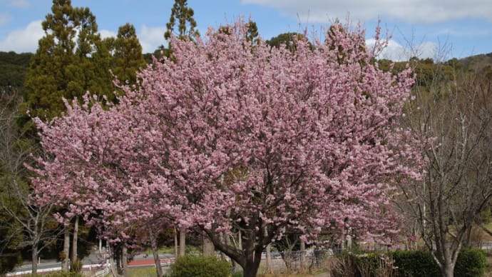 桜