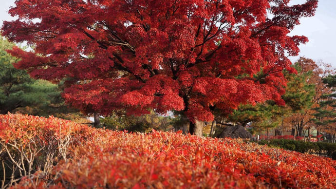 ★松本市あがたの森公園の真っ赤と真っ黄🍁🍂・山に雪⛄️ 2024