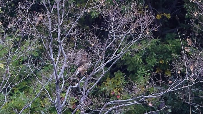 オオタカ 幼鳥  ナンキンハゼの木に止まる