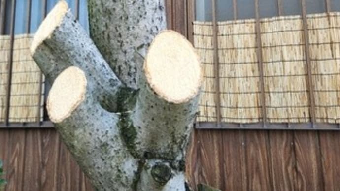庭木の伐採 庭じまい43回目
