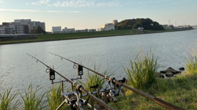 11月14日の鯉釣り