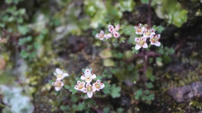 最近の花散策