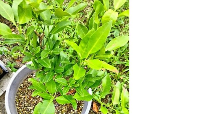 柚子の葉からそこまで連想する?・・・の巻。