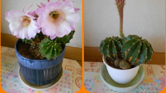 多肉植物とサボテン