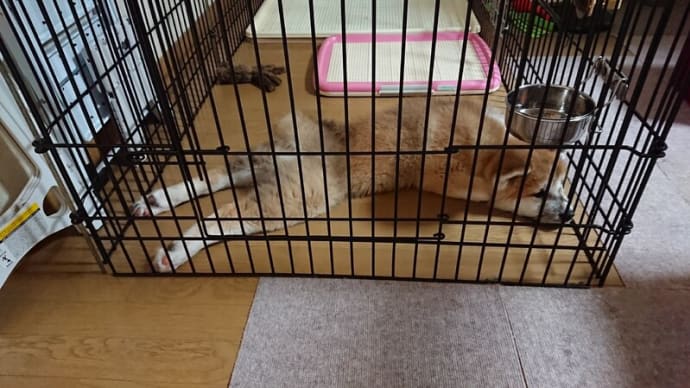 先輩犬のたいちゃん家に行ったりいろいろ~
