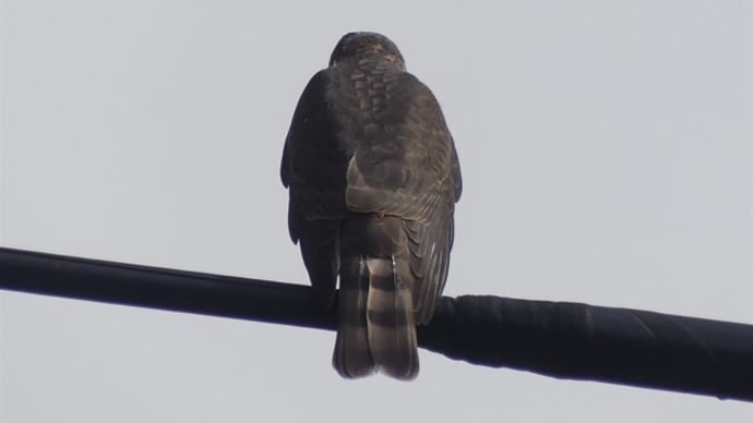 ツミ 幼鳥、ササゴイ 幼鳥