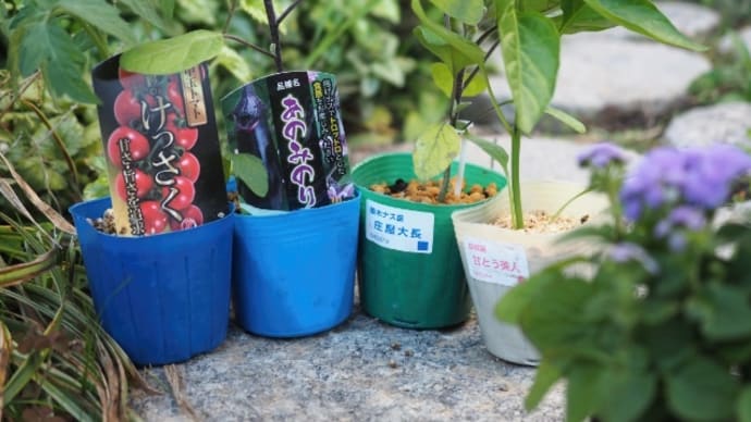 今年栽培する夏野菜