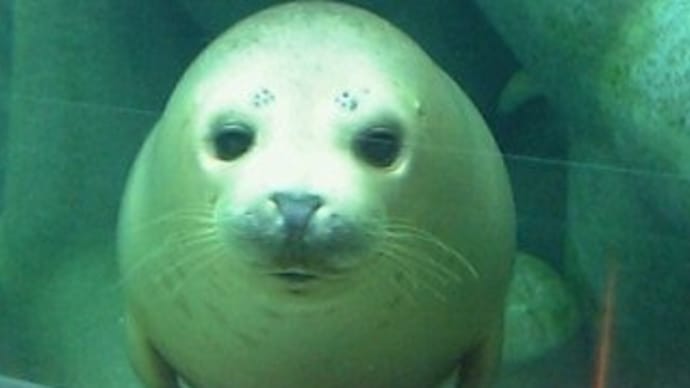 旭山動物園