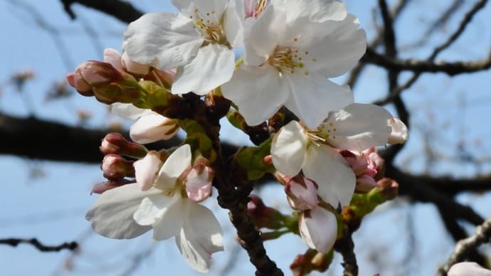 桜 - 開花からの３日間