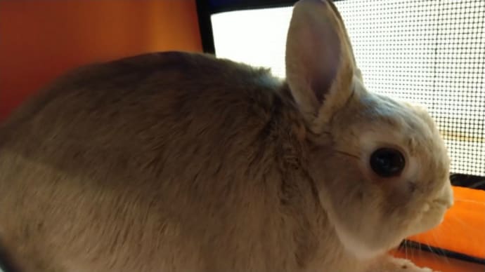 うさぎ学長!わちゃまる君!(その219)動物病院へGO!