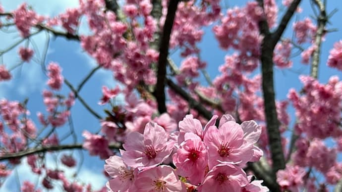 桜桜桜♫ 松尾大社＆大原野神社