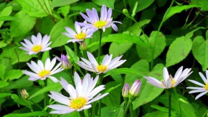 庭の花(4月-5) ミヤコワスレは先祖返りもあるか? エビネ、サクラソウ他。