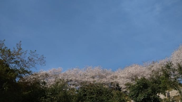 駐車場から見える桜