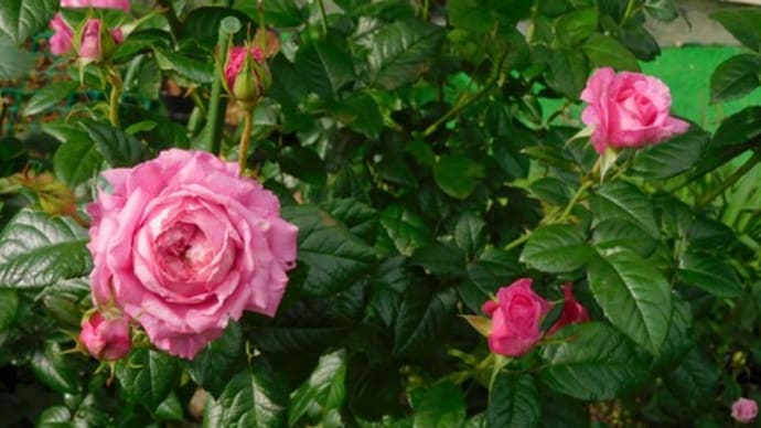 モロッコインゲンの発芽率は100%