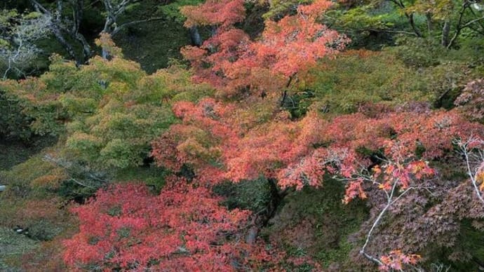 弥彦公園もみじ谷