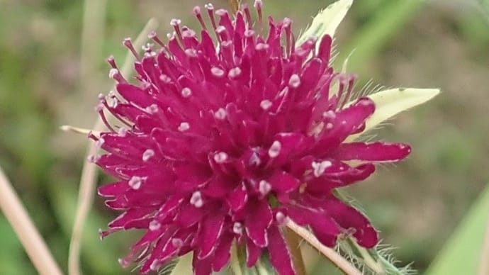『美しい斑入り葉にローズピンクの花！』クナウティア ‘サンダー＆ライトニング’ ♪