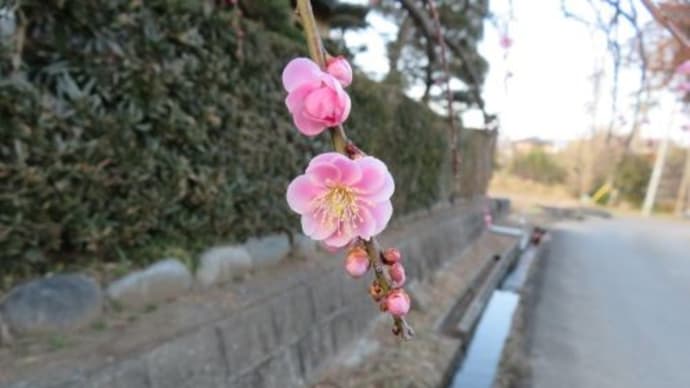 枝垂れ梅