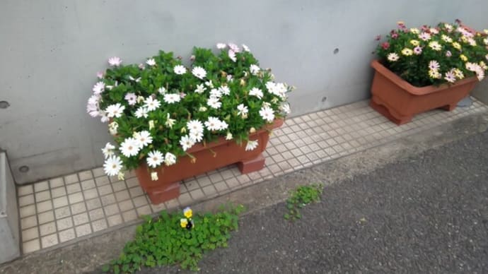 道端で見つけた花