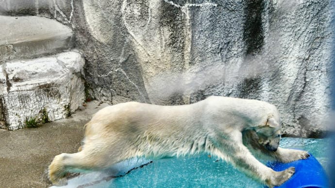 ユキさんのお気に入りは、青いポリタンク