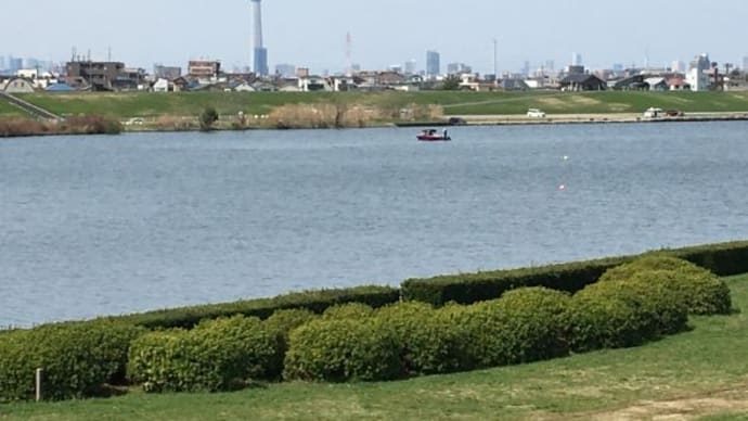 江戸川土手Run さくらと菜の花