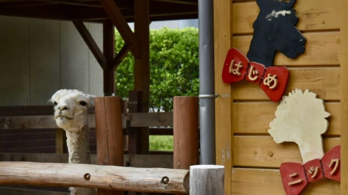 2024/6/11 「はじめとニックのアルパカ日記❣️不定期便」