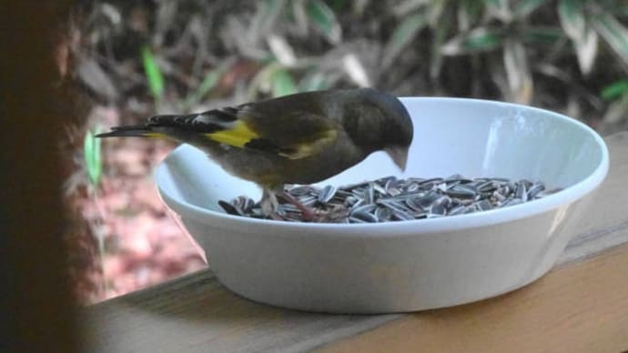 ペットボトルで作る野鳥給餌器