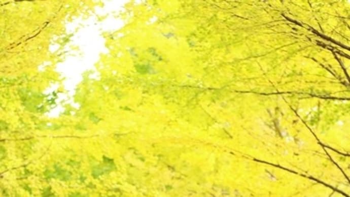 紅葉狩り♪ 今年も星観緑地へ行ってきましたヾ(*´∀`*)ノ