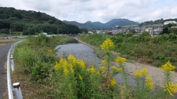 2024神奈川河川ポタリング『小鮎川』⑥厚木の田園「久保橋」付近の散策