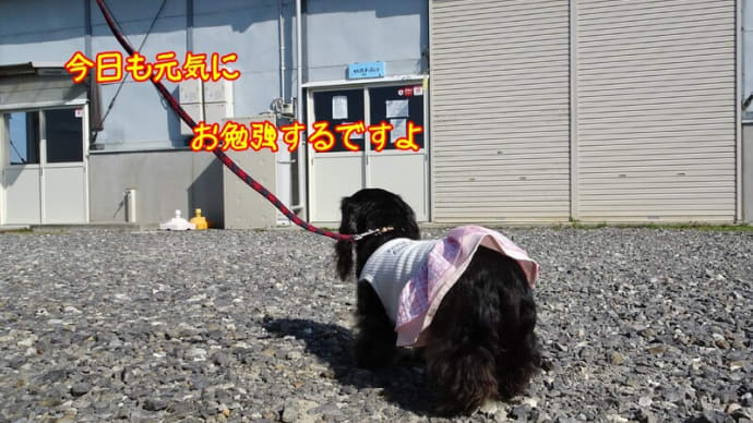 ワンコの気持ちを知りたい人の為の講座