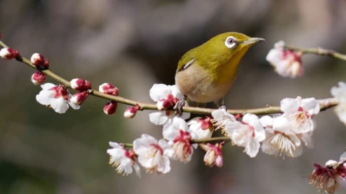 今年も逢えた♪ 梅とメジロ(梅ジロー)