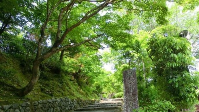 京都　青モミジ100シリーズと苔・竹林の化野念仏寺
