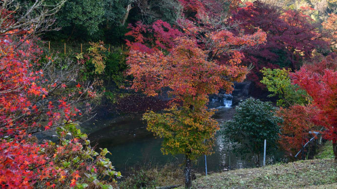 ◆「くらもち滝の里」の紅葉(長生郡長南町)