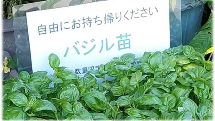 バジル苗「無料販売」・・・のつもりでお持ち帰り配布&とんかつお茶っぱ茶漬け