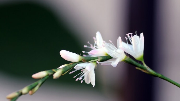 いま咲いている花が旬の花！　甘木リンドウやら、サクラタデがほころぶとは！？