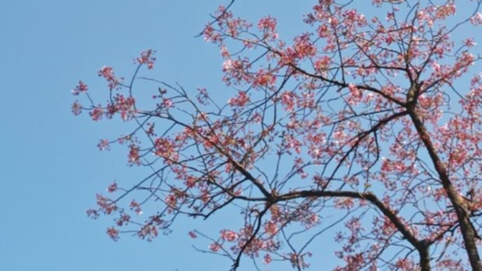 4月4日。お花見日和さんぽ④赤い星形のガクが目立つ横濱緋桜