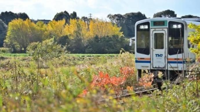 銀杏の紅葉、其の三
