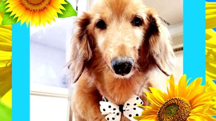 🐶 耳も目も鼻も。。。記憶してる🎵 💚