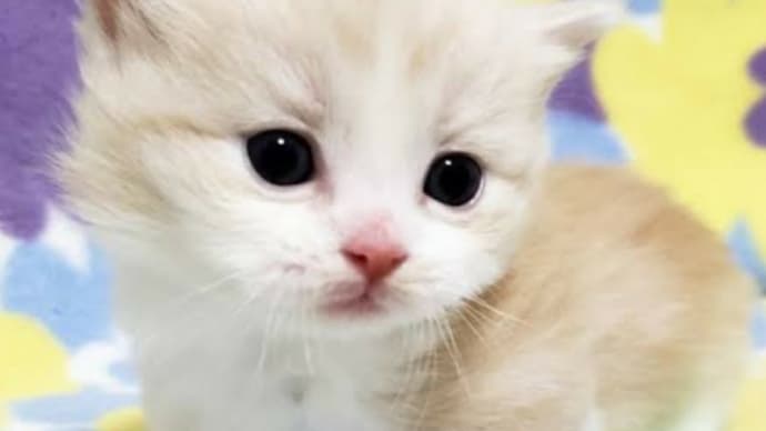 おはようございます🐱2回目