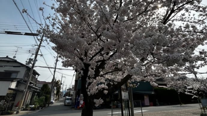 お待たせしました 城南荘の桜
