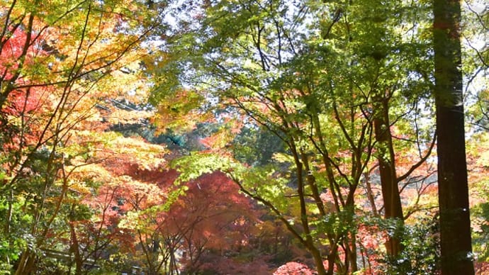 浜松も紅葉の季節になりました