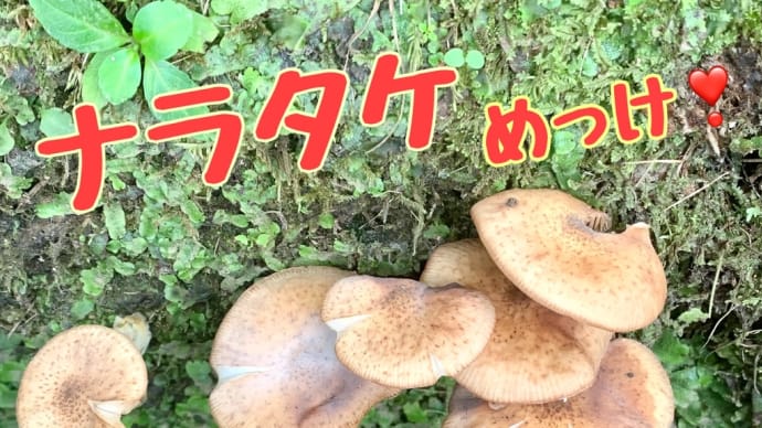 【きのこの日】キノコ(ナラタケ)汁❣️の食卓