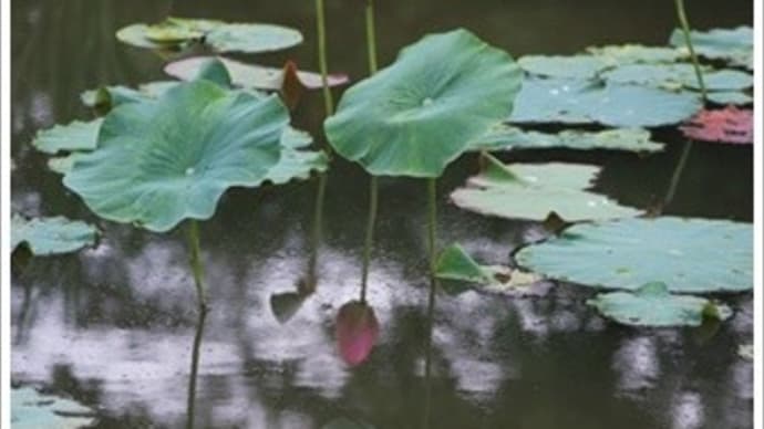 蓮池にて...。